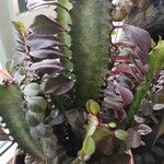 Euphorbia trigona Fulla