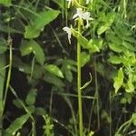 Platanthera chlorantha Staniste