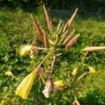 Oenothera glazioviana Kukka