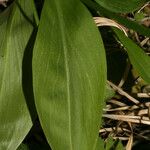 Chamaelirium luteum Leaf