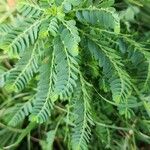 Phyllanthus amarus Vivejo