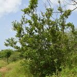 Combretum micranthum Habitus