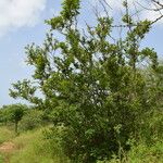 Combretum micranthum Habit