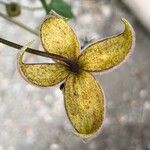 Clematis orientalis Virág