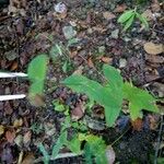 Hypericum montanum Blatt