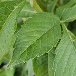 Phlox paniculata Blatt