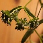 Valerianella eriocarpa Fula
