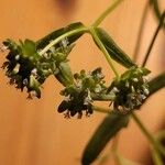 Valerianella eriocarpa Blüte