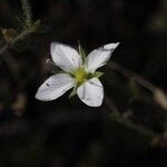 Arenaria hispida Lorea