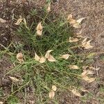 Asclepias asperula Plante entière