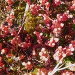 Sedum andegavense 花