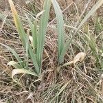Allium ampeloprasum Blatt