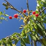 Cyphostemma hypoleucum Fruit