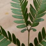Osodendron altissimum Leaf