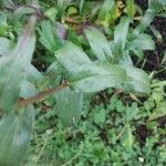 Erigeron glabellus Φύλλο