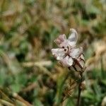 Silene ciliata Flower