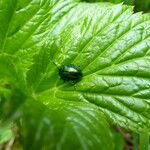 Peucedanum ostruthium Ліст