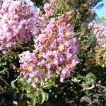 Lagerstroemia indicaFlower