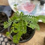 Phyllanthus amarus List