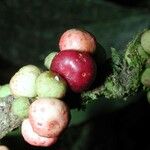 Ficus schippii Fruit