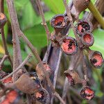 Acropogon megaphyllus Fruit