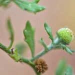 Grangea maderaspatana Leaf