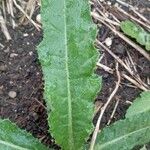 Taraxacum clemens Hoja