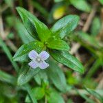 Oldenlandia corymbosa Flower