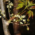 Bursera simaruba Staniste