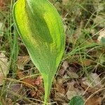 Bupleurum rigidum Leaf