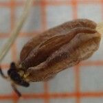 Bupleurum stellatum Fruit