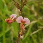 Polygala amboniensis Flor