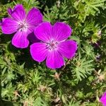 Geranium sanguineumBlüte