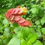 Justicia brandegeeana Flor