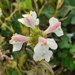 Bartsia trixago Květ