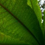 Lobelia giberroa Leaf