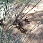 Juncus acutusᱡᱚ