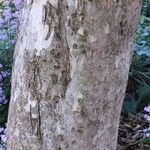 Combretum kraussii Bark