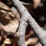 Salix herbacea Corteza