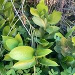 Ruscus hypophyllum Leaf