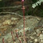 Lithophragma glabrum Habit