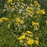 Tephroseris palustris Mosusu