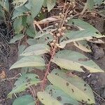 Grewia bicolor Fuelha