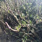 Verbena lasiostachys Yeri