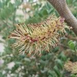 Ceratonia siliquaBlüte