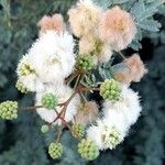 Senegalia praecox Flower