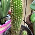 Pilosocereus chrysostele Hoja