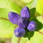 Gentiana clausa Floare