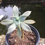 Graptopetalum paraguayenseBlad