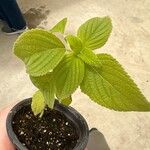 Salvia hispanica Yaprak